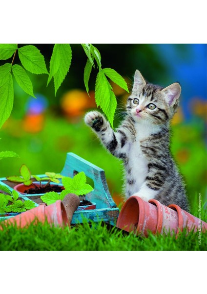 - 3 x 49 Parça Puzzle Tiger Babies (80465)