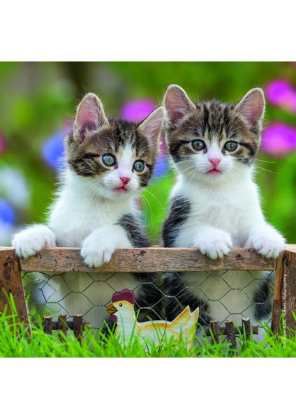- 3 x 49 Parça Puzzle Tiger Babies (80465)