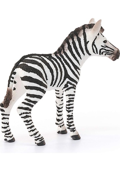 Wild Life Yavru Zebra