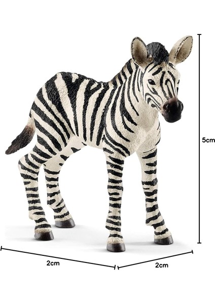 Wild Life Yavru Zebra