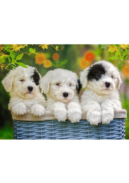 127658 Cuddly Puppies 200 Parça Xxl Ravensburger Puzzle fiyatları