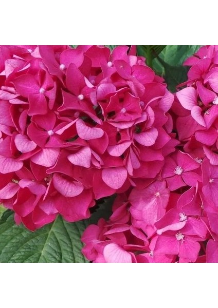 Pembe Ortanca (30-50 Cm)