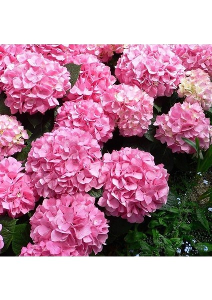 Pembe Ortanca (30-50 Cm) fiyatları