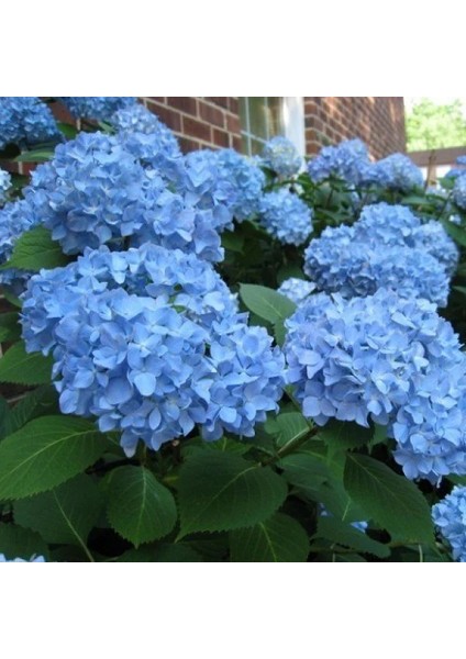 Mavi Ortanca (30-50 Cm) fiyatları