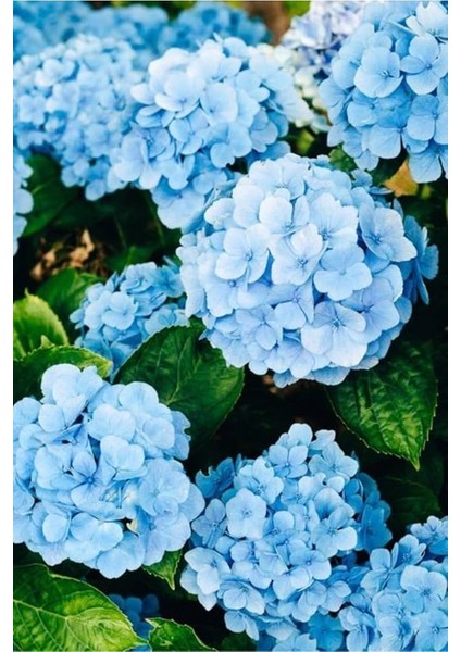 Mavi Ortanca (30-50 Cm) modelleri