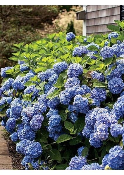 Mavi Ortanca (30-50 Cm) fırsatları