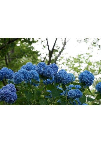 Mavi Ortanca (30-50 Cm) indirimleri