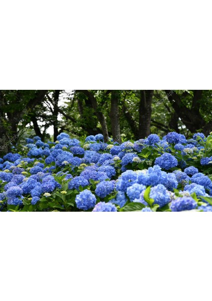 Mavi Ortanca (30-50 Cm)