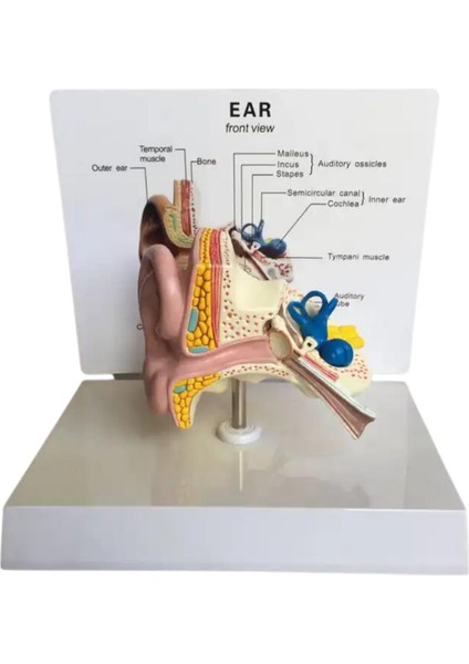 Kulak Maketi Model 49