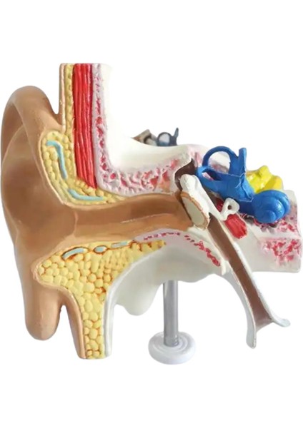 Kulak Maketi Model 49 fiyatları