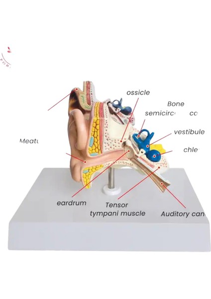 Kulak Maketi Model 49 modelleri