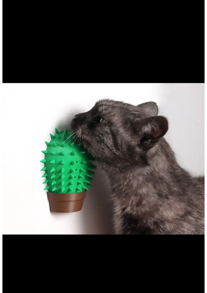 Kaktüs Şeklinde Kedi Kaşıma fırsatları
