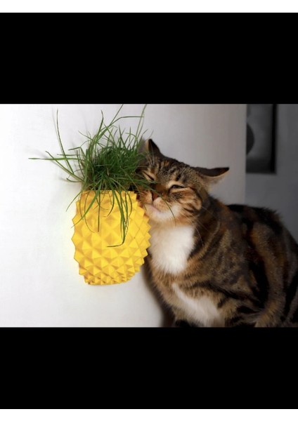 2'si 1 Arada Kedi Otu Saksı ve Kedi Kaşıma