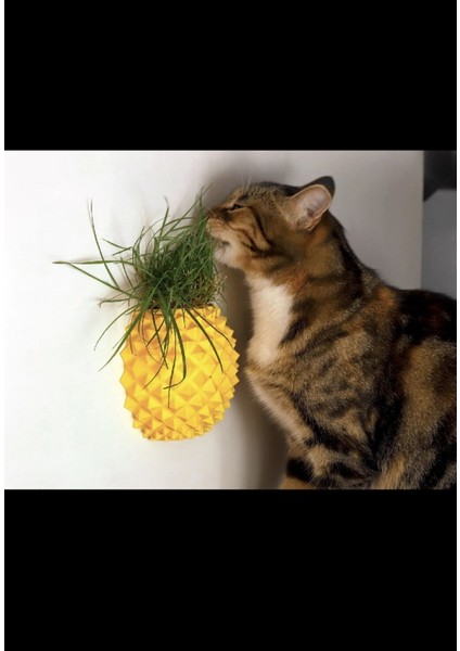 2'si 1 Arada Kedi Otu Saksı ve Kedi Kaşıma fiyatları