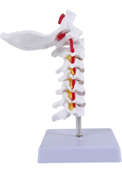 Servikal Vertebra Arteria Omurga Omurga Sinirleri Anatomik Model Bilim Sınıfı Çalışması Için Anatomi Gösterim Öğretim Modeli (Yurt Dışından) fırsatları