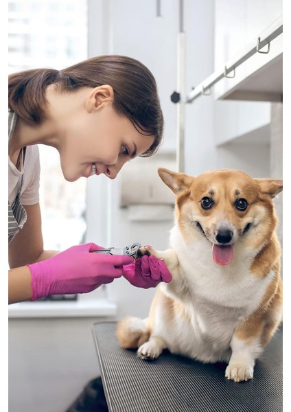 Cn Kedi Köpek Giyotin Tırnak Makası Pati Temizleme Kedi Köpek Evcil Hayvan Giyotin Aksan Bilgi Tekn