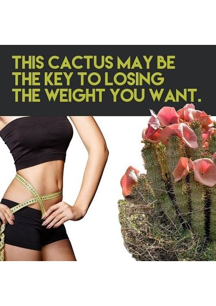 Hintohu Hoodia Slimming Firming Gel 150 ml Hoodia Kaktüsü 2 Adet + 2 Adet Keto Weight Loss fiyatları