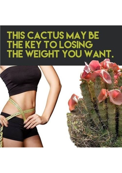 Hintohu Hoodia Slimming & Firming Gel 150ML Hoodia Kaktüsü Mucizesi 2 Adet modelleri