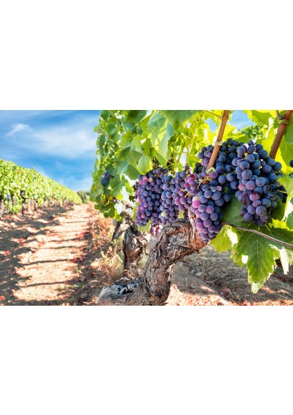 Dogal Pekmez Topragı 2 kg indirimleri