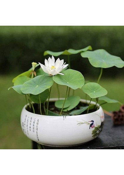 Murat Tohum Beyaz Kase Lotus Çiçeği Tohumu Lotus Tohumu 5 Adet Tohum