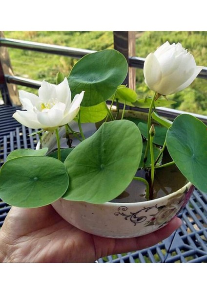 Murat Tohum Beyaz Kase Lotus Çiçeği Tohumu Lotus Tohumu 5 Adet Tohum modelleri