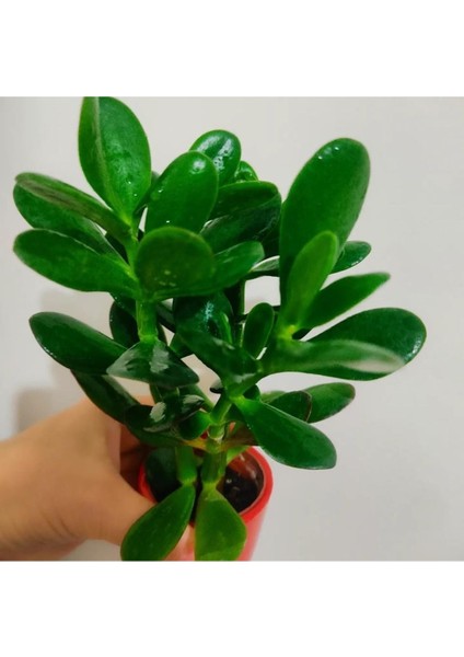 Para Çiçegi Sans Bıtkısı Bonsai Para Çiçeği 20-30 cm