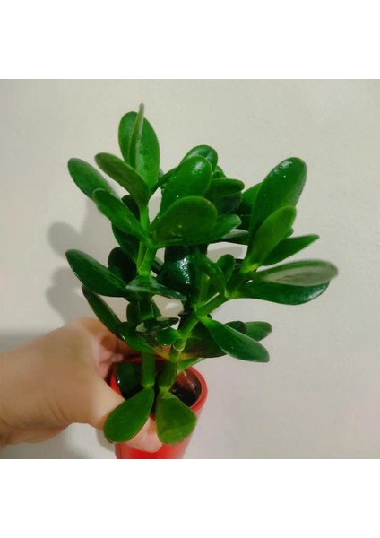 Para Çiçegi Sans Bıtkısı Bonsai Para Çiçeği 20-30 cm fiyatları