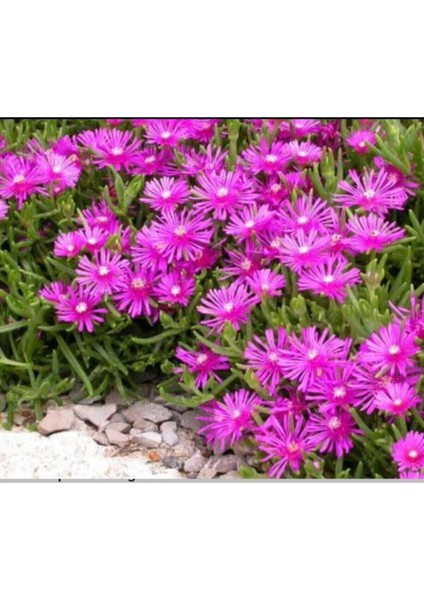 Acem Halısı Çiceği Fidesi Fidanı Kabir Örtücü Yayılıcı 10-20 cm