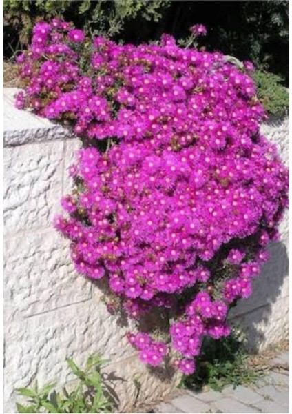 Acem Halısı Çiceği Fidesi Fidanı Kabir Örtücü Yayılıcı 10-20 cm fiyatları