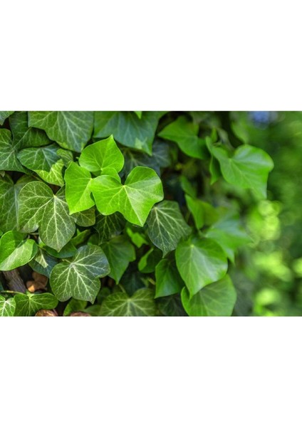 Duvar Sarmaşığı ( Hedera Helix ) 20-50 cm Kaya Sarmaşığı Fidanı