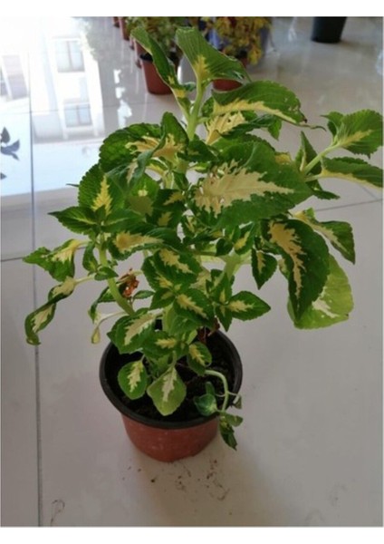 Yaprak Güzeli Çiçeği Saksıda Kolyos Yeşil Beyaz 10-20 cm