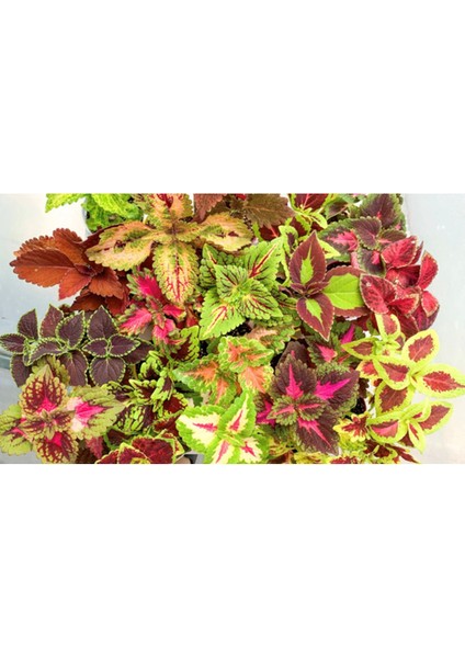 Yaprak Güzeli Çiçeği Saksıda Kolyos Yeşil Beyaz 10-20 cm modelleri