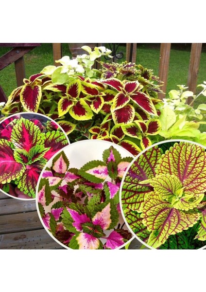 Yaprak Güzeli Çiçeği Saksıda Kolyos Yeşil Beyaz 10-20 cm fırsatları