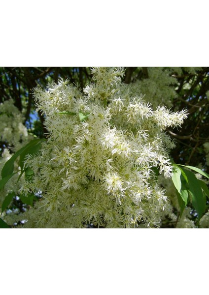 Dişbudak Ağacı Fidanı 30-60 cm