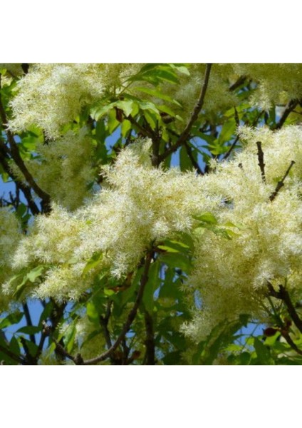 Dişbudak Ağacı Fidanı 30-60 cm fiyatları