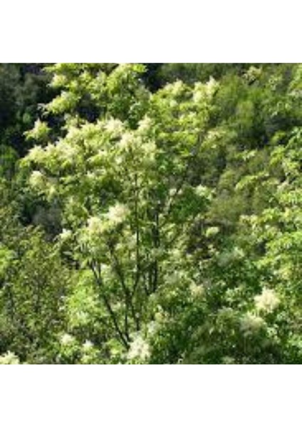 Dişbudak Ağacı Fidanı 30-60 cm modelleri