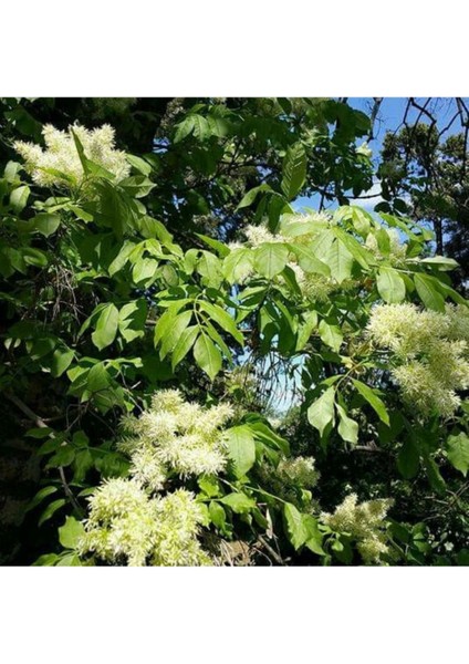 Dişbudak Ağacı Fidanı 30-60 cm fırsatları