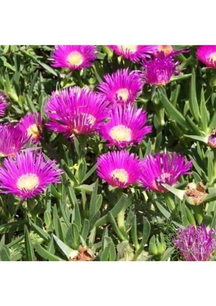 Kaz Ayağı Fidanı Mezar Örtücü Yayılıcı Bitki 10-20 cm