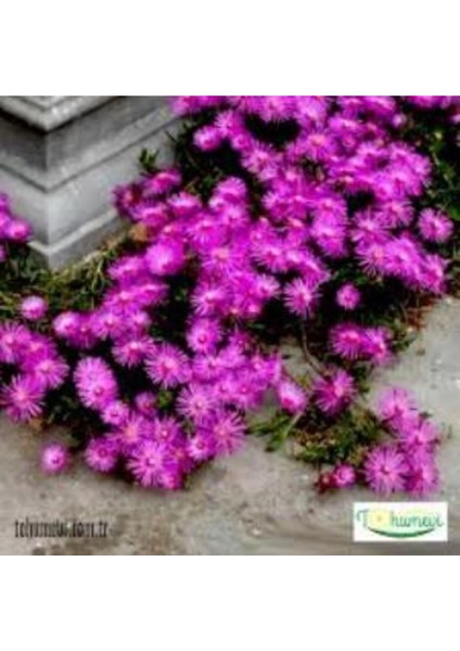 Beyaz Acem Halısı Fidanı 10-25 cm