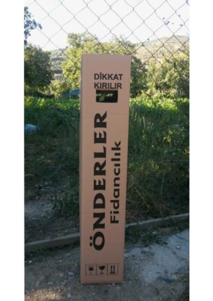 Beyaz Zakkum Çiceği Fidanı 30-60 cm