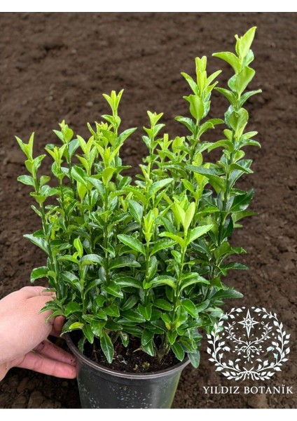 Sütun Taflan Çit Bitkisi Roket Şimşir Fidanı Green Spire 10-20 cm