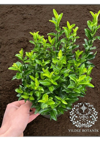 Sütun Taflan Çit Bitkisi Roket Şimşir Fidanı Green Spire 10-20 cm