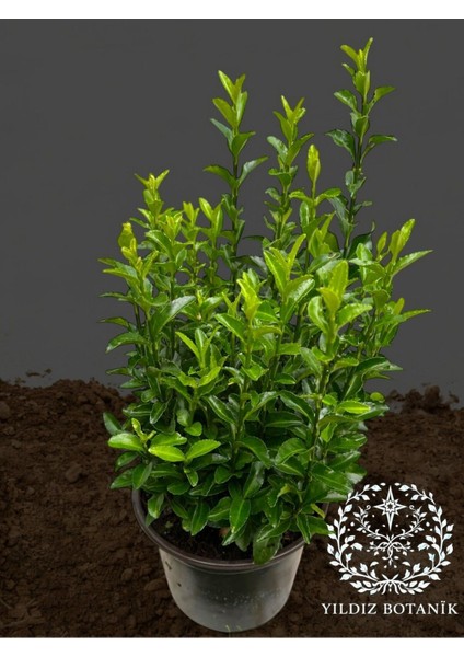 Sütun Taflan Çit Bitkisi Roket Şimşir Fidanı Green Spire 10-20 cm