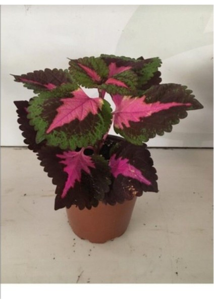 Yaprak Güzeli Çiçeği Kolyos Fidanı Saksıda 10-20 cm