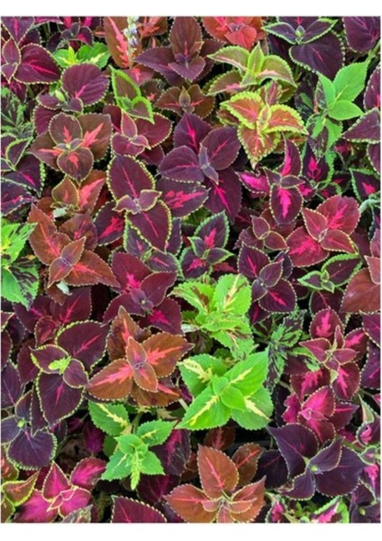 Yaprak Güzeli Çiçeği Kolyos Fidanı Saksıda 10-20 cm modelleri