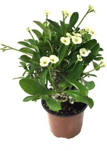 Sarı Dikenler Tacı Japon Iğnesi Euphorbia Milli Fidanı 10-20 cm