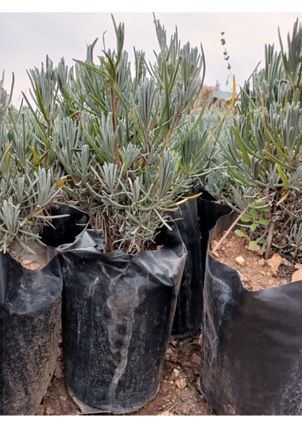 Saksılı Lavanta Fidesi Fidanı 10-20 cm