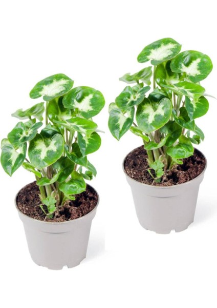 Melek Kanadı Çiçeği Syngonium Pixie 2 Adet 10-20 cm