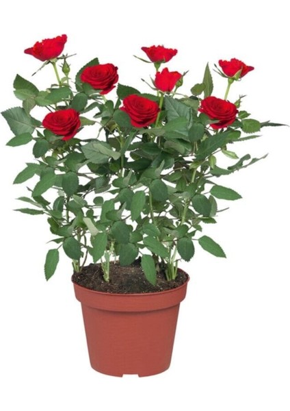 Minyatür Gül Fidanı Kırmızı 10-20 cm
