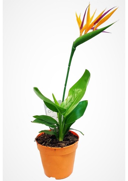 Starliçe Regina Cennet Kuşu (Strelitzia Reginae) 10-20 cm